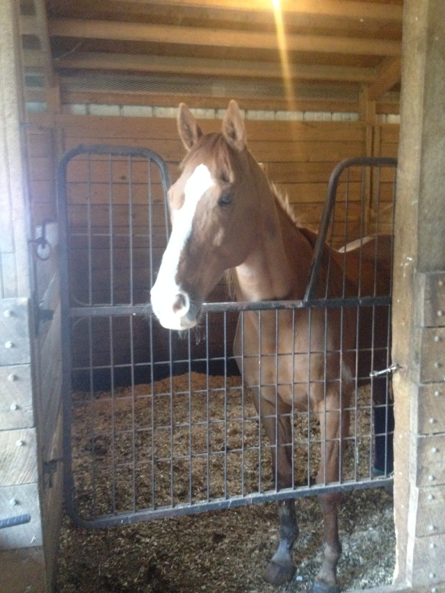 Lucky is happy to be rehabbing at home, and always excited for carrots and treats from visitors!